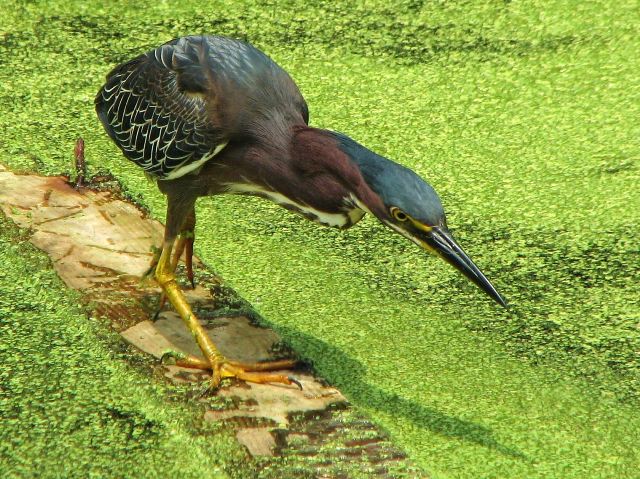 Green Heron